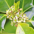 گل هالیHolly Flower